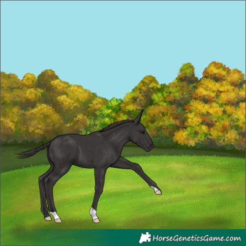 Horse Color:Smoky Black 
