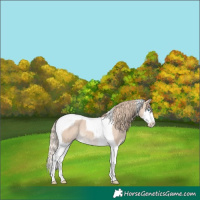 Horse Color:Smoky Creme Splash Tobiano Appaloosa 