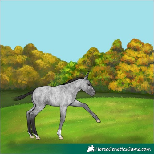 Horse Color:Smoky Blue Roan