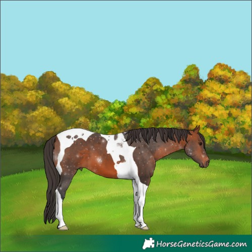 Horse Color:Bay Tobiano 