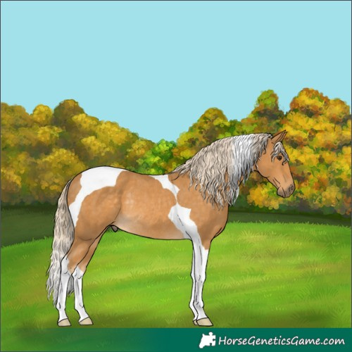 Horse Color:Palomino Tobiano Rabicano 