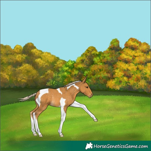 Horse Color:Palomino Tobiano Rabicano