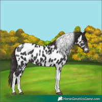 Horse Color:Smoky Black Tobiano Appaloosa 