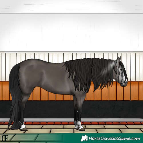 Horse Color:Gray Grullo 