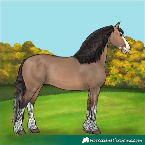 Horse Color:Bay Dun Rabicano and Bay Dun Splash Rabicano