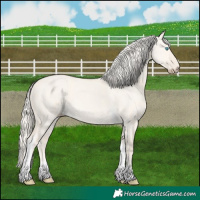 Horse Color:Cremello Dun Tobiano 