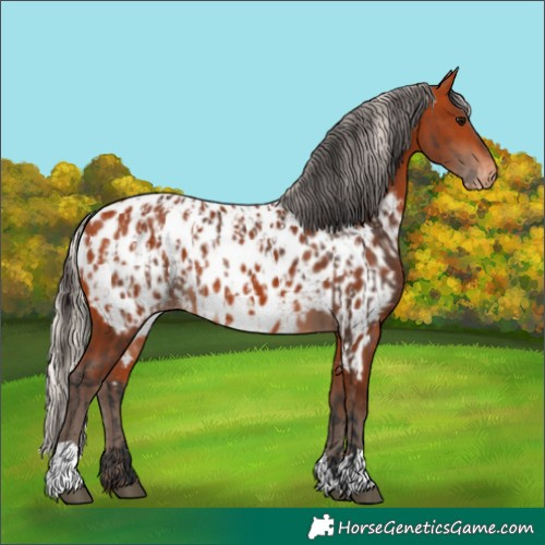Horse Color:Bay Appaloosa  and Silver Bay Appaloosa 