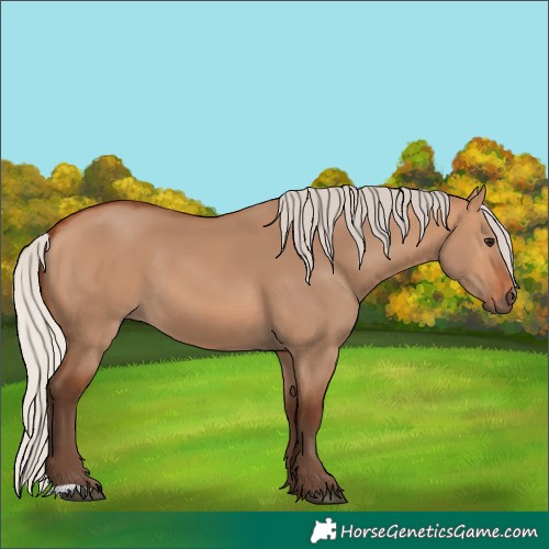 Horse Color:Silver Bay Dun 