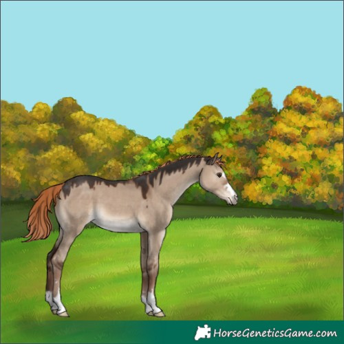 Horse Color:Liver Red Dun 
