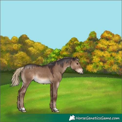 Horse Color:Liver Red Dun 