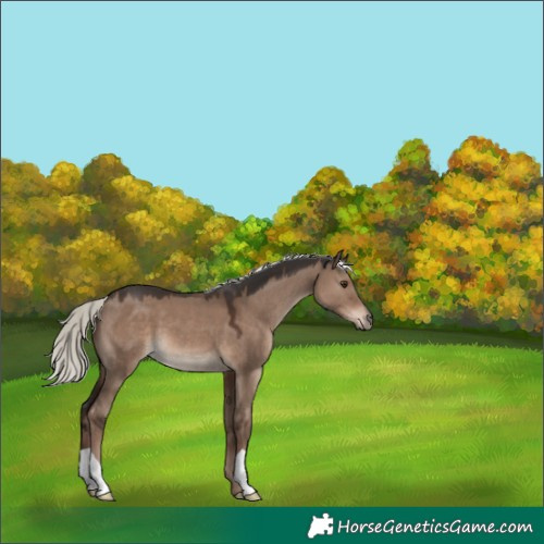 Horse Color:Liver Red Dun Mushroom 