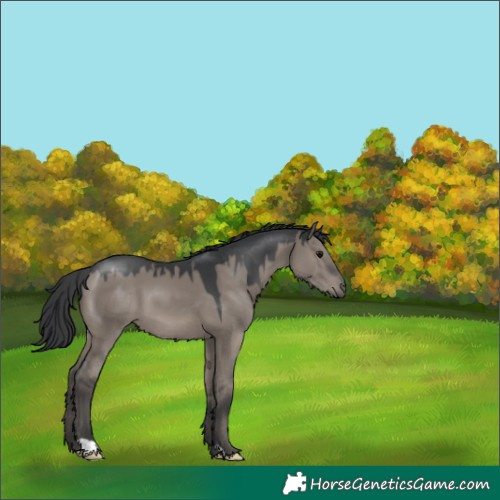 Horse Color:Grullo 