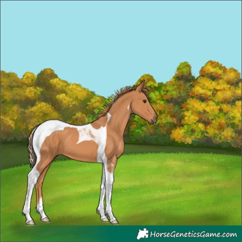 Horse Color:Chestnut Tobiano 