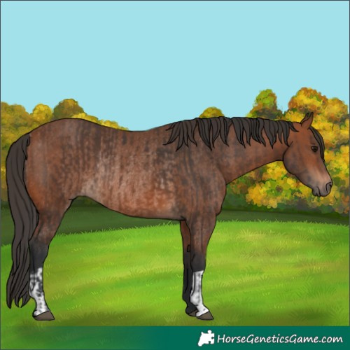 Horse Color:Brown Rabicano and Bay Rabicano