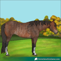 Horse Color:Brown Rabicano and Bay Rabicano