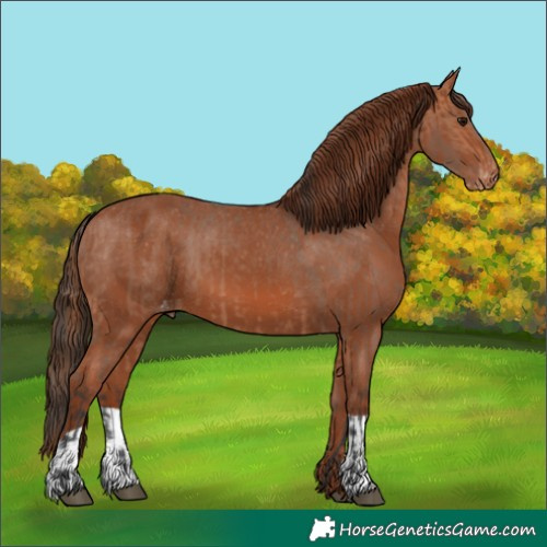 Horse Color:Bay Appaloosa  and Chestnut Appaloosa 
