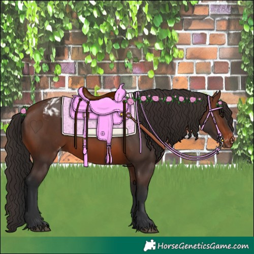 Horse Color:Brown Rabicano  and Brown Appaloosa Rabicano 