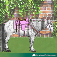 Horse Color:Blue Roan Leopard Rabicano 