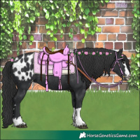 Horse Color:Black Appaloosa Rabicano 