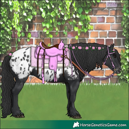 Horse Color:Black Appaloosa Rabicano 