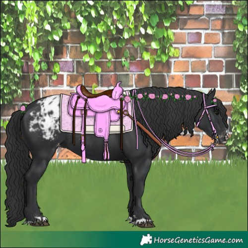 Horse Color:Black Appaloosa Rabicano 