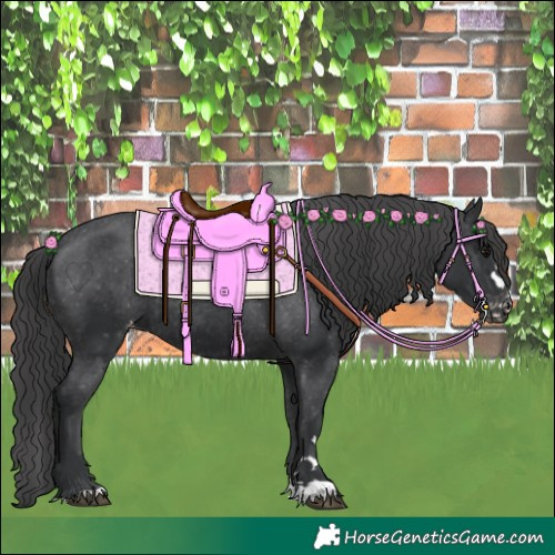 Horse Color:Black Appaloosa Rabicano 