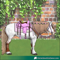 Horse Color:Red Roan Near Fewspot 