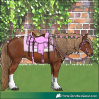 Horse Color:Chestnut Tobiano