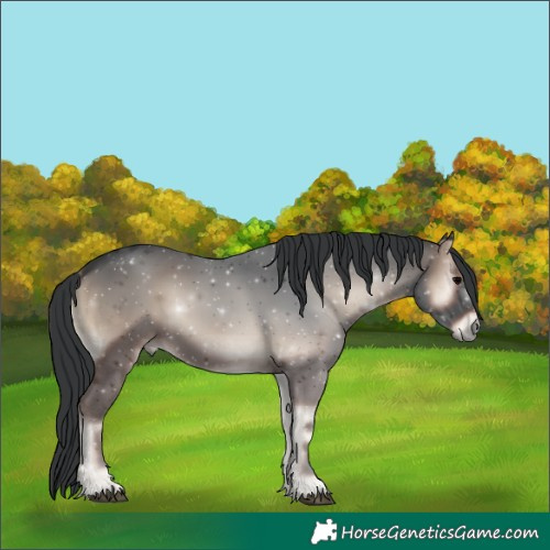 Horse Color:Blue Onyx 