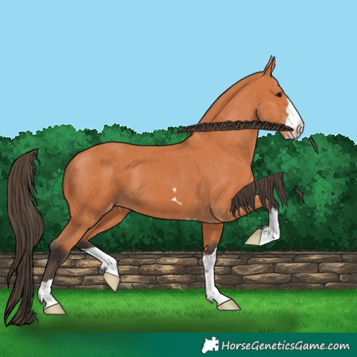 Horse Color:Bay Varnish 