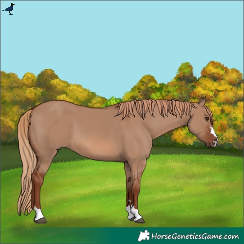 Horse Color:Red Dun 