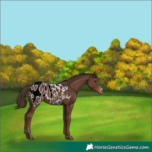 Horse Color:Liver Chestnut Appaloosa 