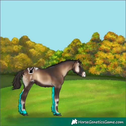 Horse Color:Liver Red Onyx Appaloosa 