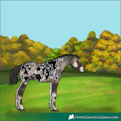 Horse Color:Blue Onyx Appaloosa 