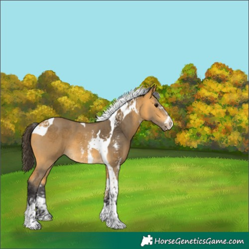 Horse Color:Buckskin Sabino Tobiano 