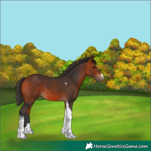 Horse Color:Bay Tobiano