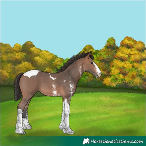 Horse Color:Bay Sabino Tobiano 