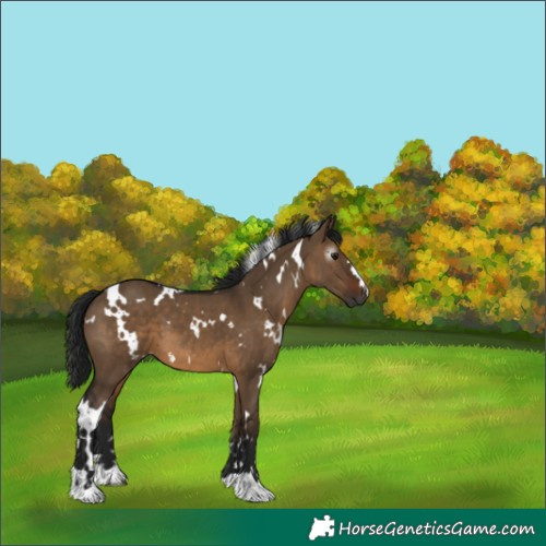 Horse Color:Gray White Spotted Brown Dun 