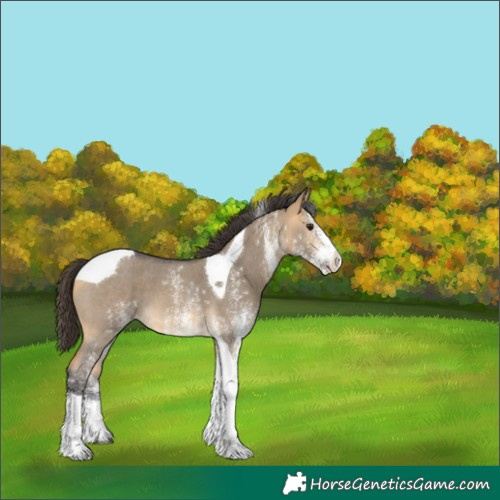 Horse Color:White Spotted Buckskin Dun Tobiano