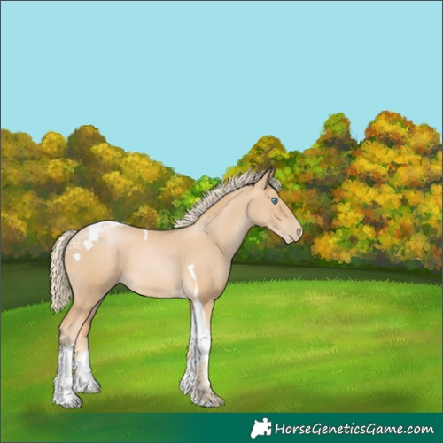 Horse Color:Palomino Pearl Tobiano