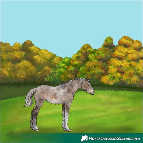 Horse Color:Silver Brown Dun Merle Tobiano 
