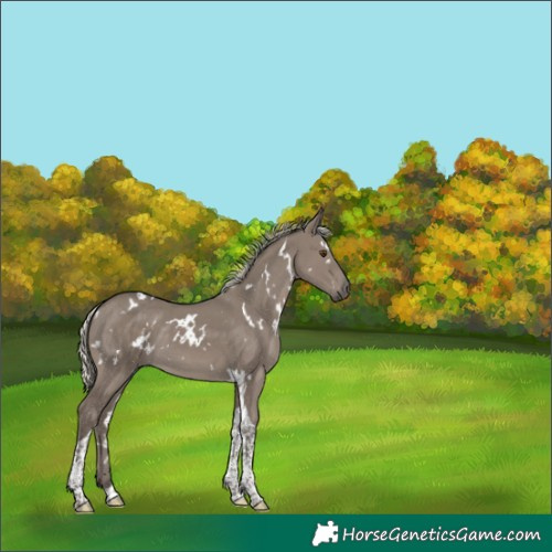 Horse Color:White Spotted Silver Smoky Grullo Tobiano 