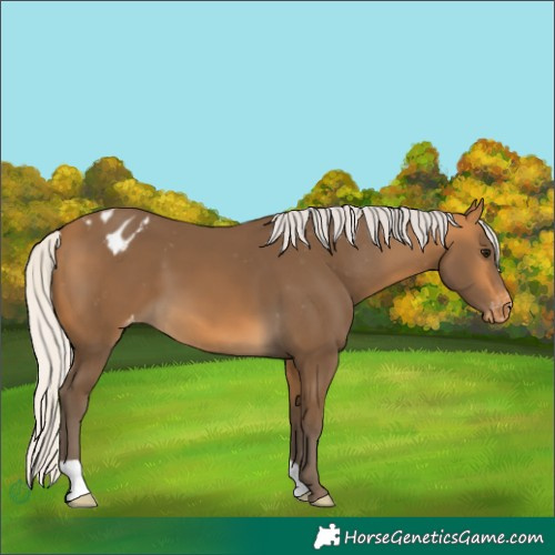 Horse Color:Silver Buckskin Appaloosa 