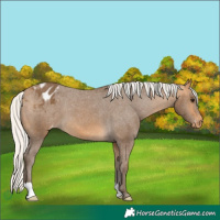 Horse Color:Silver Buckskin Appaloosa