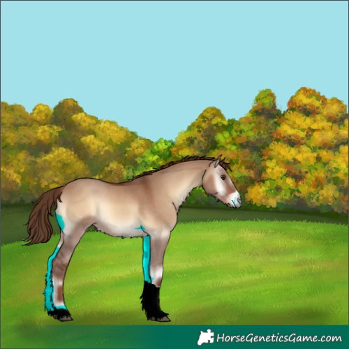 Horse Color:Red Dun Onyx Tobiano