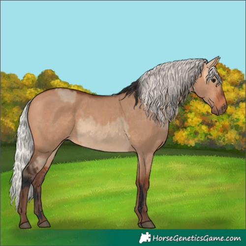 Horse Color:Unknown 