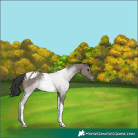 Horse Color:Grullo Tobiano Appaloosa Rabicano 
