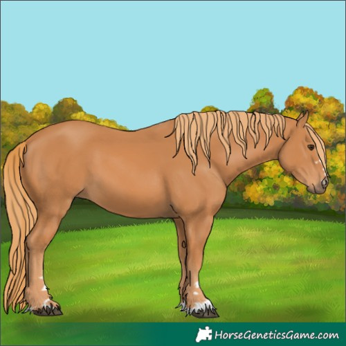 Horse Color:Chestnut 