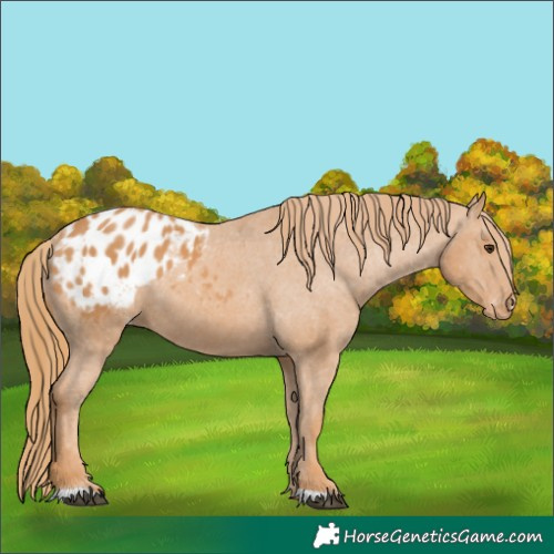 Horse Color:Chestnut Appaloosa 