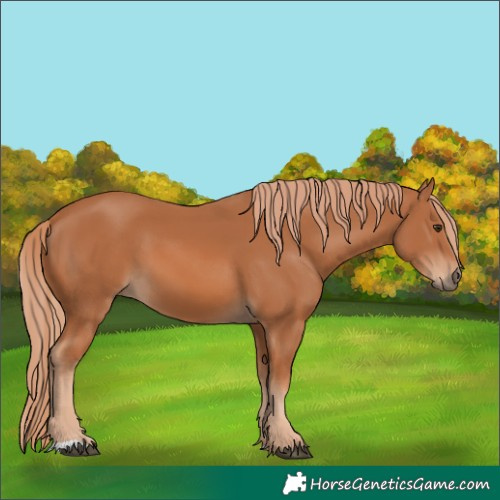 Horse Color:Chestnut 